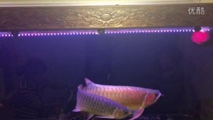 龍魚叫聲原理：龍魚叫聲原理是由成年公龍魚在繁殖季節發出的叫聲