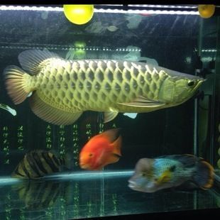 龍魚叫聲原理：龍魚叫聲原理是由成年公龍魚在繁殖季節發出的叫聲