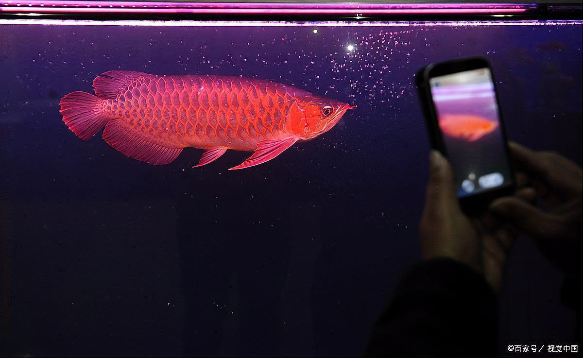 辣椒紅龍魚發色需要哪些增色飼料？