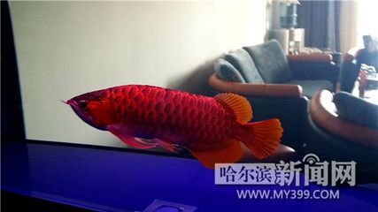 紅龍魚嘴巴一張一合的本質是什么？：為什么紅龍魚嘴巴一張一合？