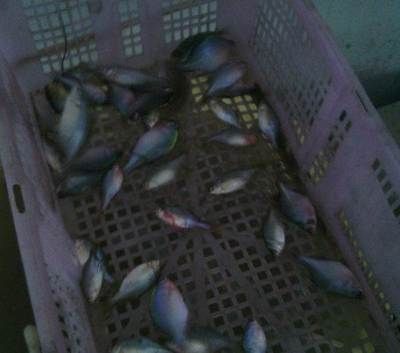 龍魚魚苗批發市場在哪里：龍魚魚苗批發市場在中國的多個城市都有分布