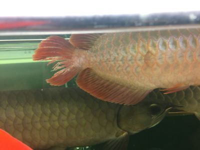 龍魚打架身上爛了怎么辦，如何處理龍魚打架身上爛了的問題