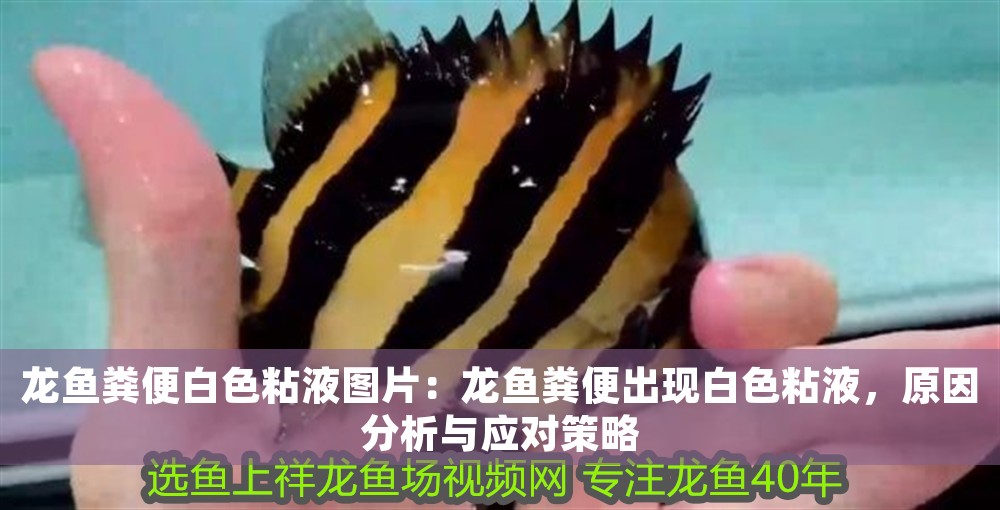 龍魚糞便白色粘液圖片：龍魚糞便出現白色粘液，原因分析與應對策略