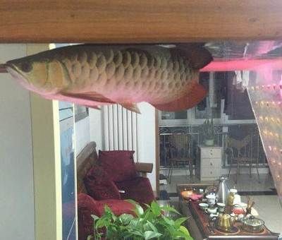 兩條金龍魚：養殖兩條金龍魚需要注意什么？