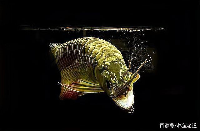 龍魚殺菌期間需要停食嗎