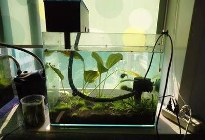 怎么讓魚缸的水保持清澈不想短期換水（如何正確配置魚缸過濾系統） 怎么讓魚缸的水保持清澈不想短期換水（如何正確配置魚缸過濾系統） 龍魚百科