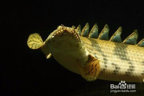 虎斑恐龍魚長多大可以吃（虎斑恐龍魚養殖技巧虎斑恐龍魚生長周期虎斑恐龍魚食譜推薦）