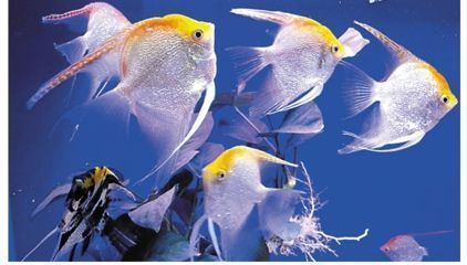 養(yǎng)殖成本增加對龍魚價格影響：養(yǎng)殖成本對龍魚價格的影響