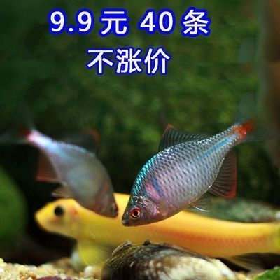 養(yǎng)殖成本增加對龍魚價格影響：養(yǎng)殖成本對龍魚價格的影響