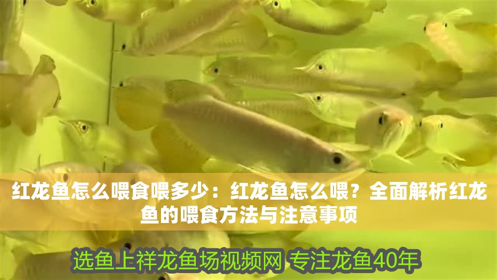 紅龍魚怎么喂食喂多少：紅龍魚怎么喂？全面解析紅龍魚的喂食方法與注意事項