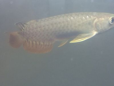 龍魚尾鰭有白點：龍魚尾鰭出現(xiàn)白點可能是由于以下幾種原因引起的