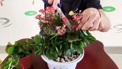 長壽花和金龍魚（長壽花和金龍魚在養護上有很大的不同，但適合室內養殖）