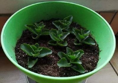 長壽花和金龍魚（長壽花和金龍魚在養護上有很大的不同，但適合室內養殖）