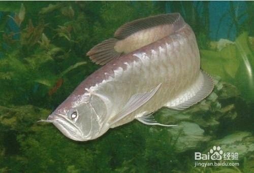 銀龍魚趴缸底的最佳治療