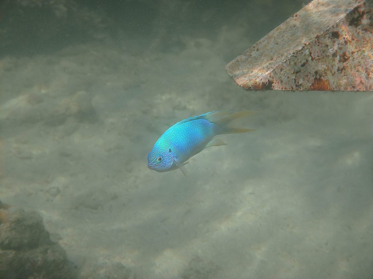 銀龍魚趴缸底的最佳治療