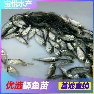 龍魚魚苗的批發價格是多少：龍魚魚苗批發的具體價格和時間周期