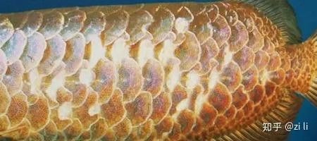 紅龍魚(yú)疾病治療方法圖片