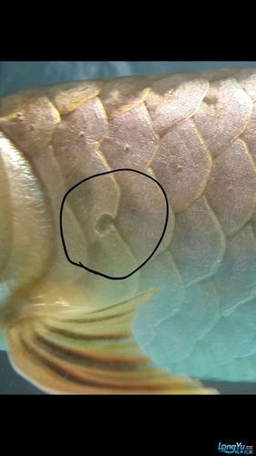紅龍魚(yú)疾病治療方法圖片