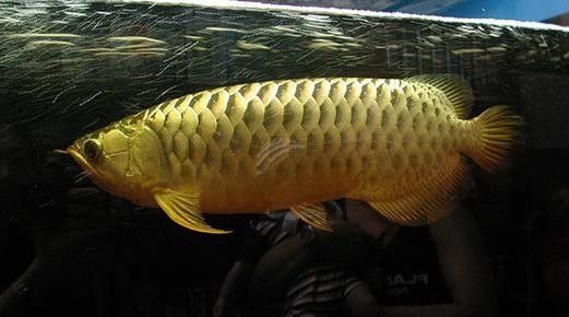 紅龍魚(yú)疾病治療方法圖片