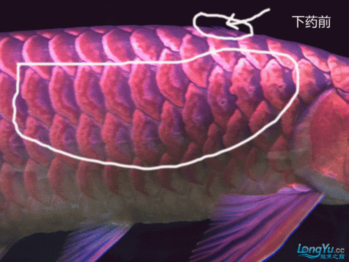 紅龍魚(yú)疾病治療方法圖片