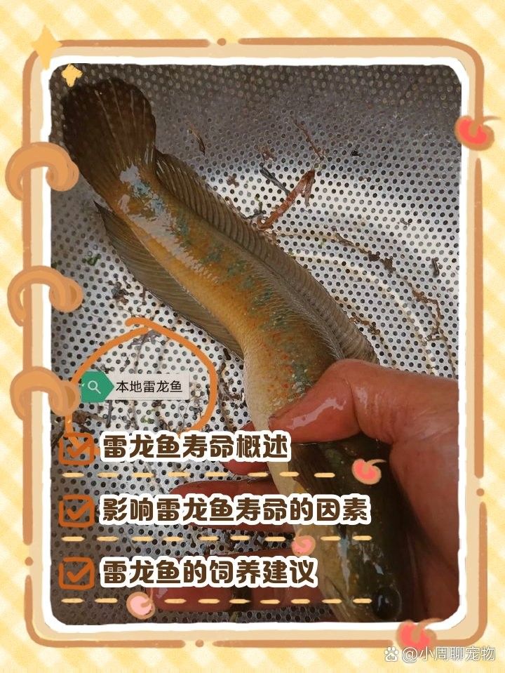 黃金雷龍魚能活多少年的壽命
