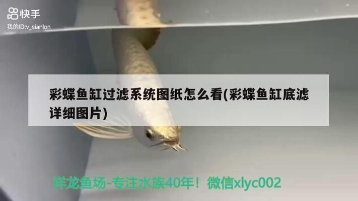 紅龍魚品質好壞怎么看的：如何判斷紅龍魚品質好壞