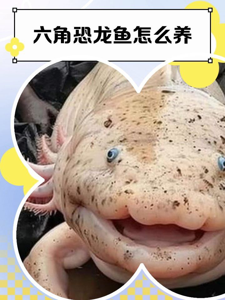 六角恐龍魚怎么養自來水可以嗎