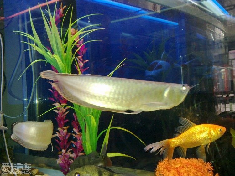 紅龍和白子銀龍魚混養（紅龍魚可以和銀龍魚混養嗎？）