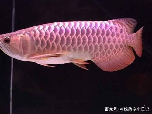 龍魚種類價格大全：銀龍魚品種鑒別方法銀龍魚價格波動紫底過背金龍魚