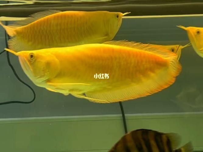 黃化銀龍魚(yú)怎么養(yǎng)出狀態(tài)圖