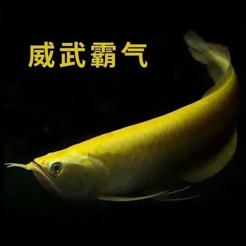 黃化銀龍魚怎么養出狀態圖