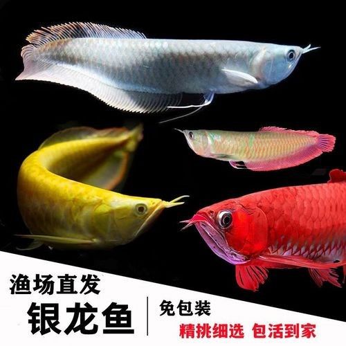 黃化銀龍魚(yú)怎么養(yǎng)出狀態(tài)圖