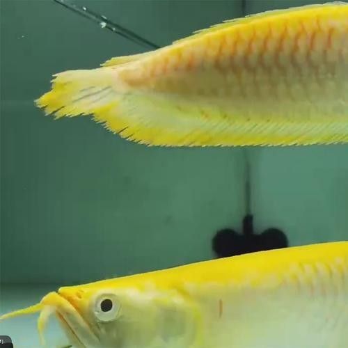 黃化銀龍魚(yú)怎么養(yǎng)出狀態(tài)圖