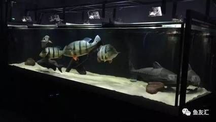 黃金河虎和龍魚可以混養嗎？：黃金河虎和龍魚可以混養嗎黃金河虎和龍魚可以混養嗎