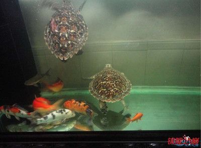 龍魚跟金魚能混養嗎，龍魚和金魚可以混養但需要確保魚缸足夠大，以容納兩種魚類 龍魚跟金魚能混養嗎，龍魚和金魚可以混養但需要確保魚缸足夠大，以容納兩種魚類 龍魚百科 第4張