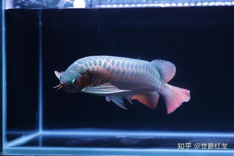 龍虎魚是什么魚