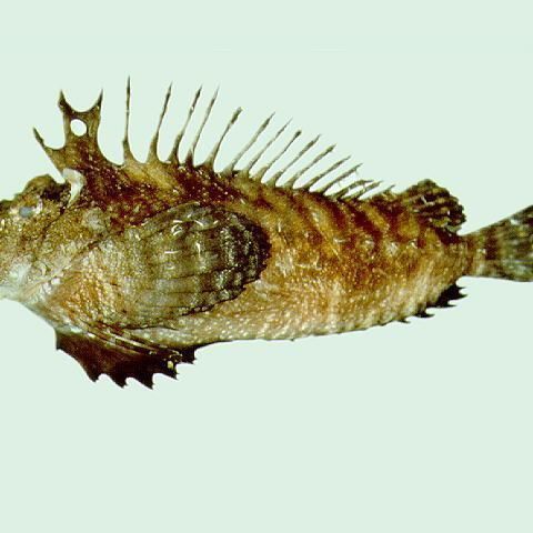 龍虎魚是什么魚