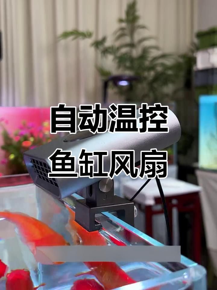 如何保持過背金龍生長水溫穩定？ 如何保持過背金龍生長水溫穩定？ 龍魚百科 第5張