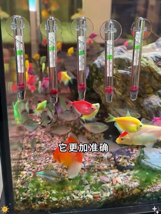 如何保持過背金龍生長水溫穩定？ 如何保持過背金龍生長水溫穩定？ 龍魚百科 第3張
