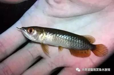 小龍魚咬其他魚（小龍魚咬其他魚怎么辦）