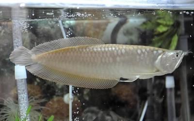 小龍魚咬其他魚（小龍魚咬其他魚怎么辦）