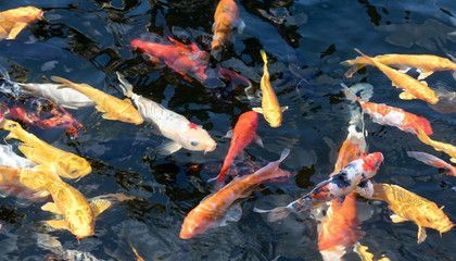 小龍魚咬其他魚（小龍魚咬其他魚怎么辦）