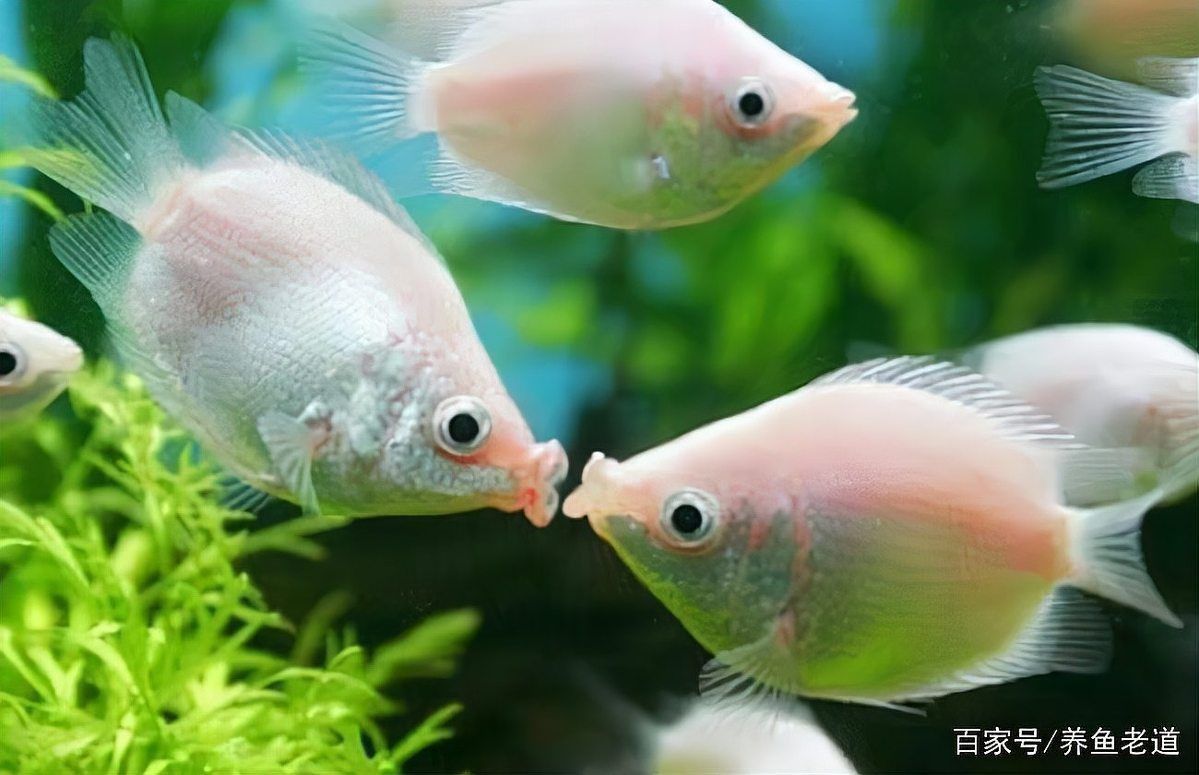 如何判斷魚鰓是否爛了？