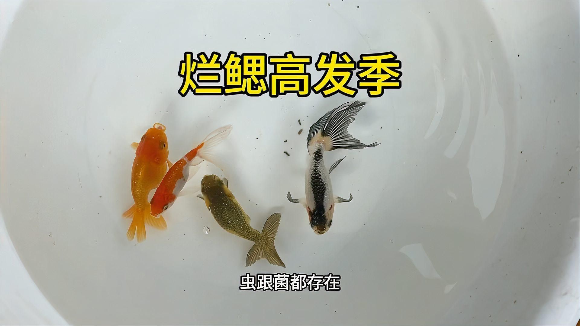 如何判斷魚鰓是否爛了？