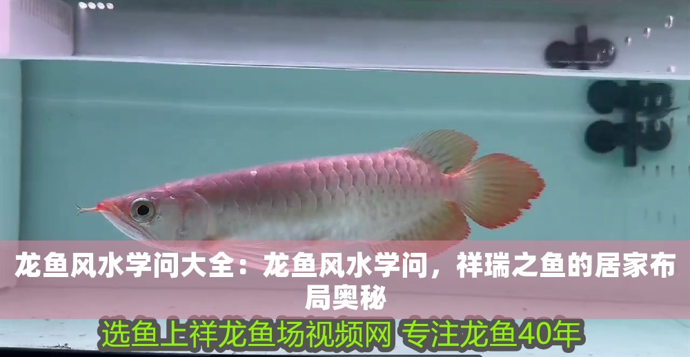 龍魚風水學問大全：龍魚風水學問，祥瑞之魚的居家布局奧秘