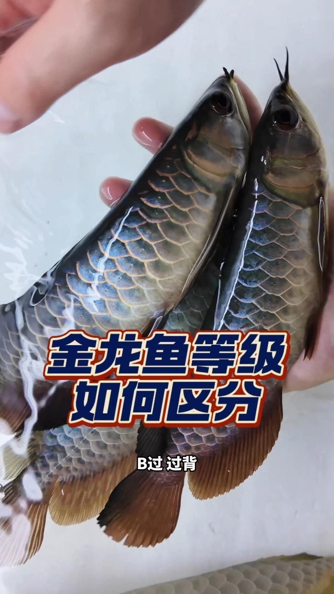 如何挑選高品質(zhì)的B過背金龍魚？