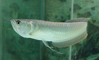 銀龍魚60公分的大概多少錢（銀龍魚60公分價(jià)格大致在300到500元之間）