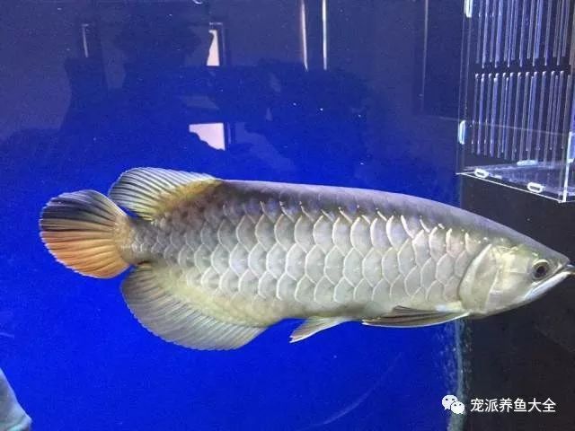 龍魚常見疾病與治療方法視頻講解：龍魚常見疾病及對應的治療方法