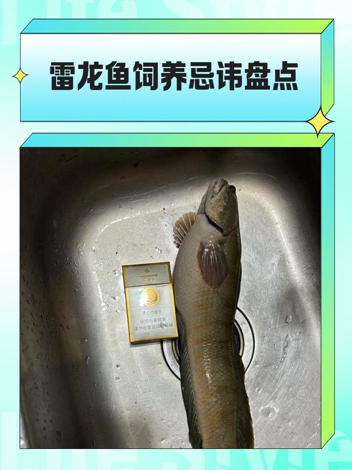 雷龍魚喜歡光嗎