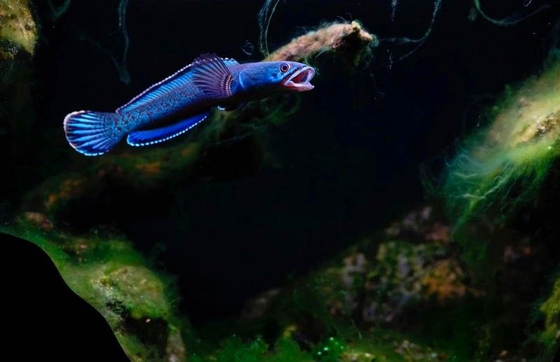 雷龍魚喜歡光嗎